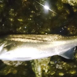 橋立　早朝チェック